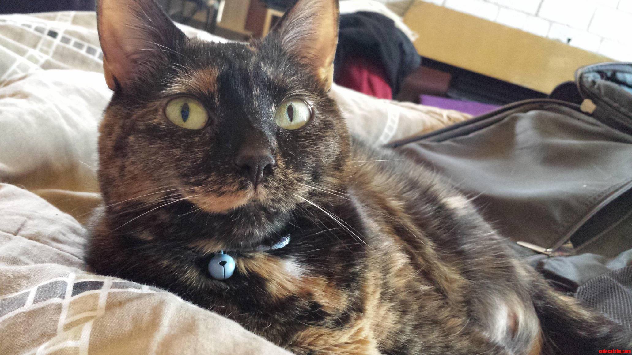 Myrtle Loves Tortie Thursday