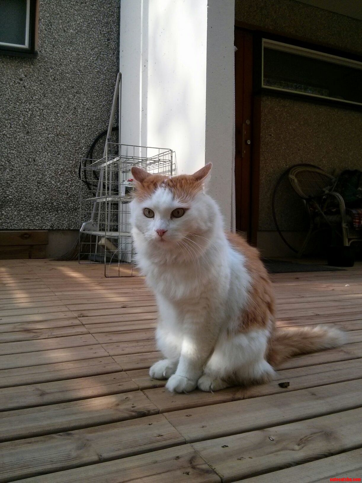 Neighbours Three Legged Cat