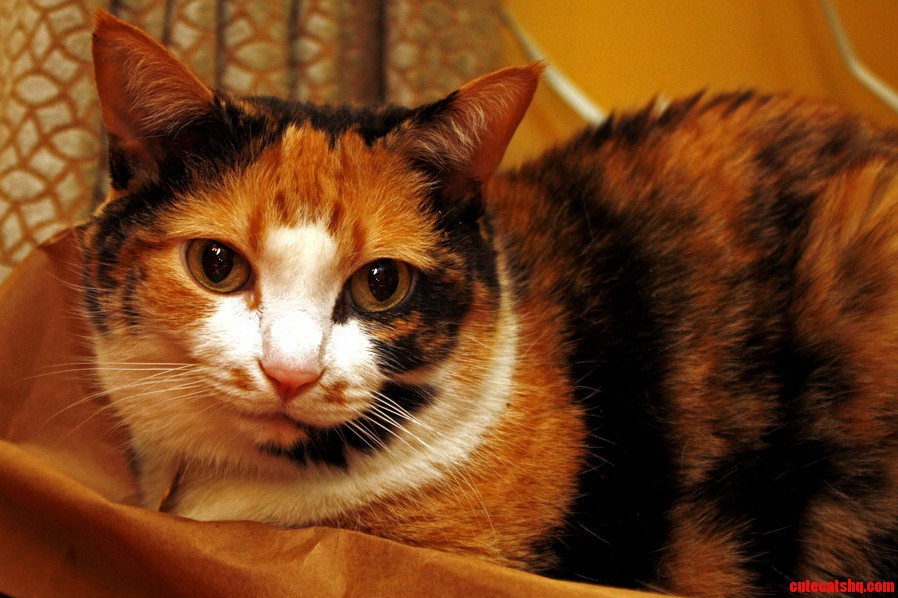 Neko Is a Pretty Cat... for Being the Devil.