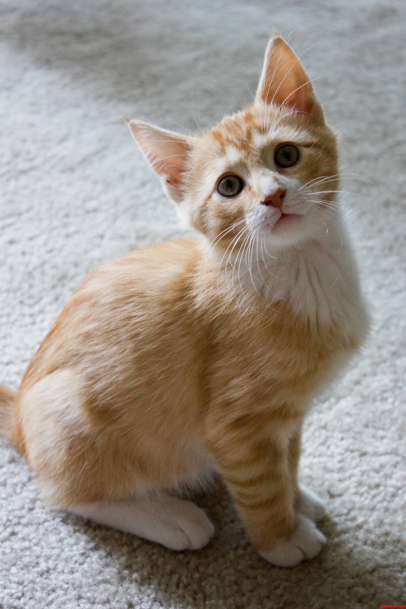 New Addition to the Family Meet Carlton 8 Weeks Old