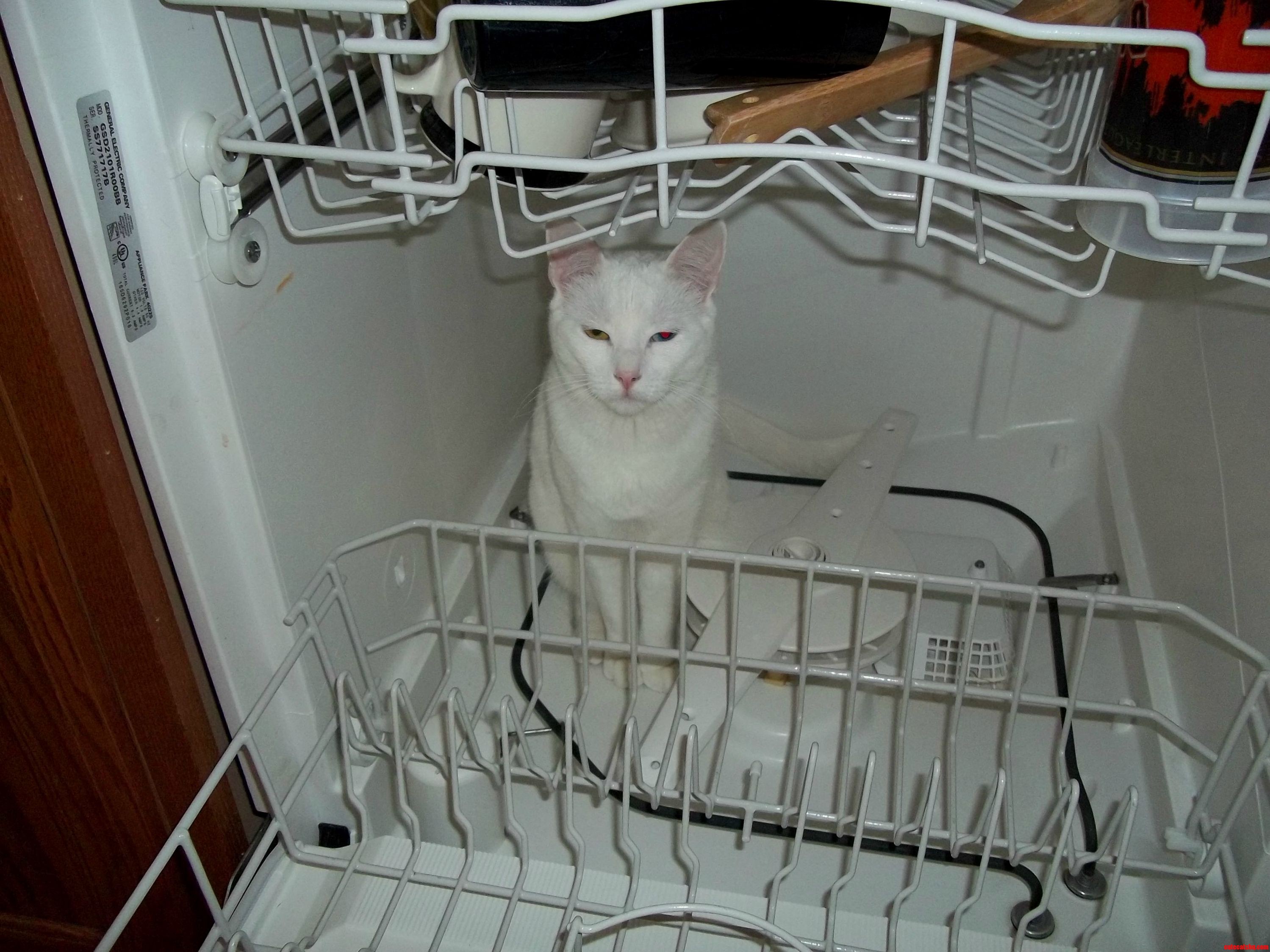 Niko Helping with the Chores