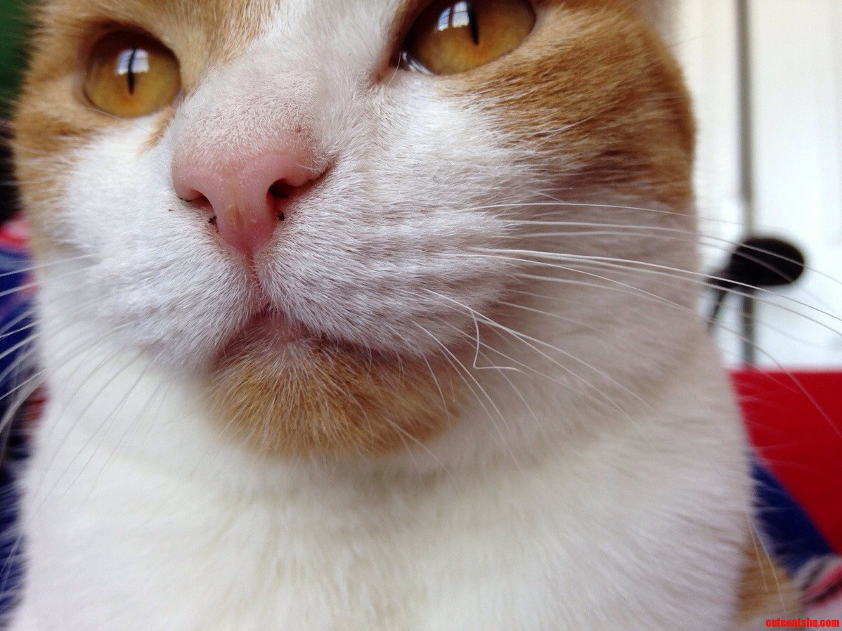 Nori Has a Curly Whisker Coming In.