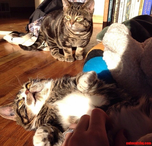 Not All Catnip Trips Are Good Trips.