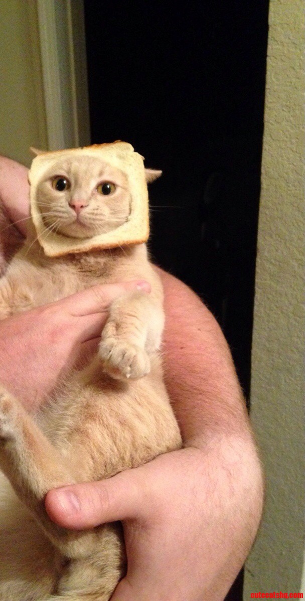 Not Sure Ifwhy My Cats Like Me.