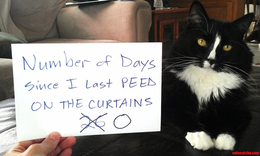 Number of Days Since I Last Peed on the Curtains