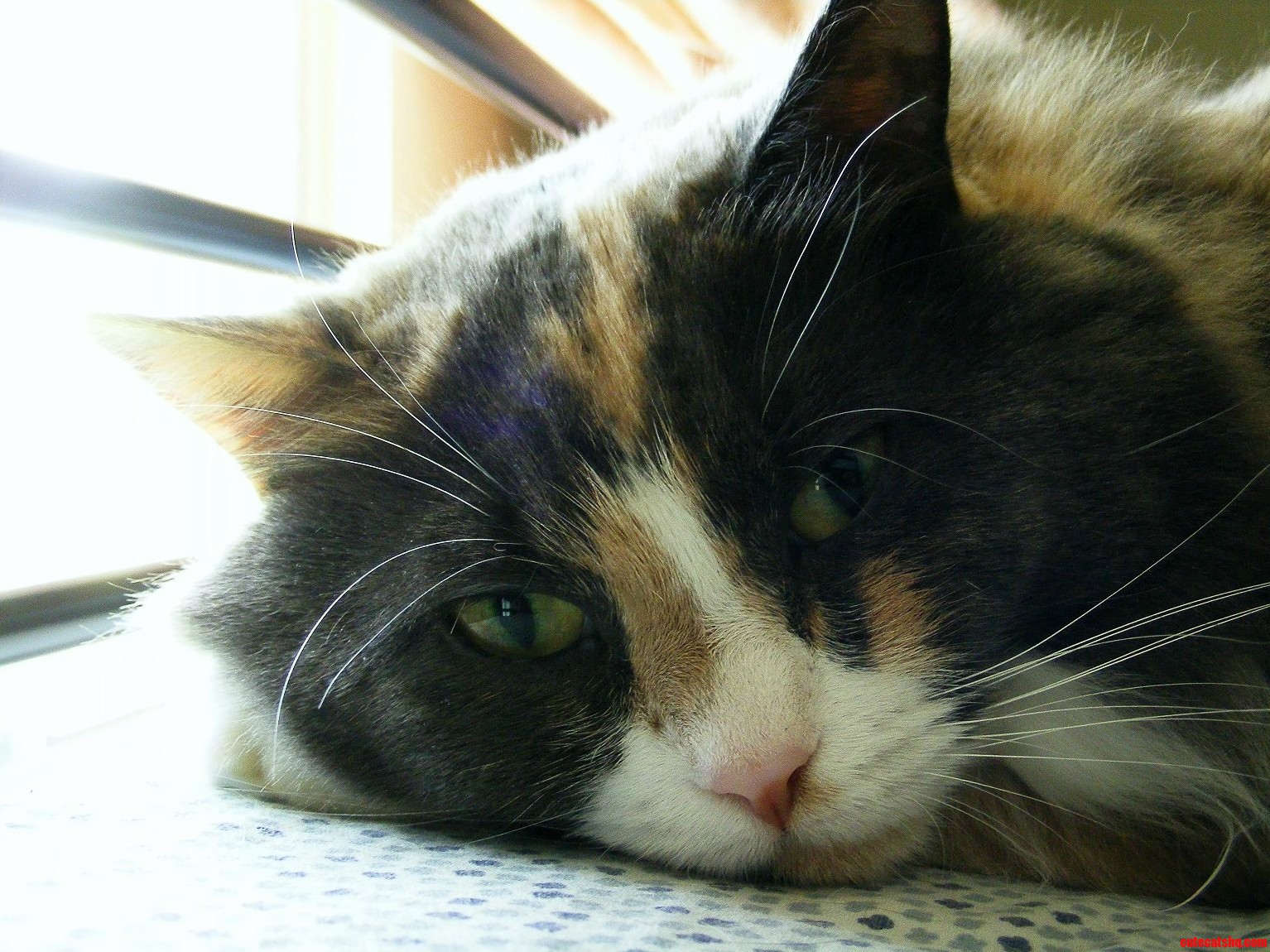 Oh Nothing Just Thinking About Cat Stuff I Guess