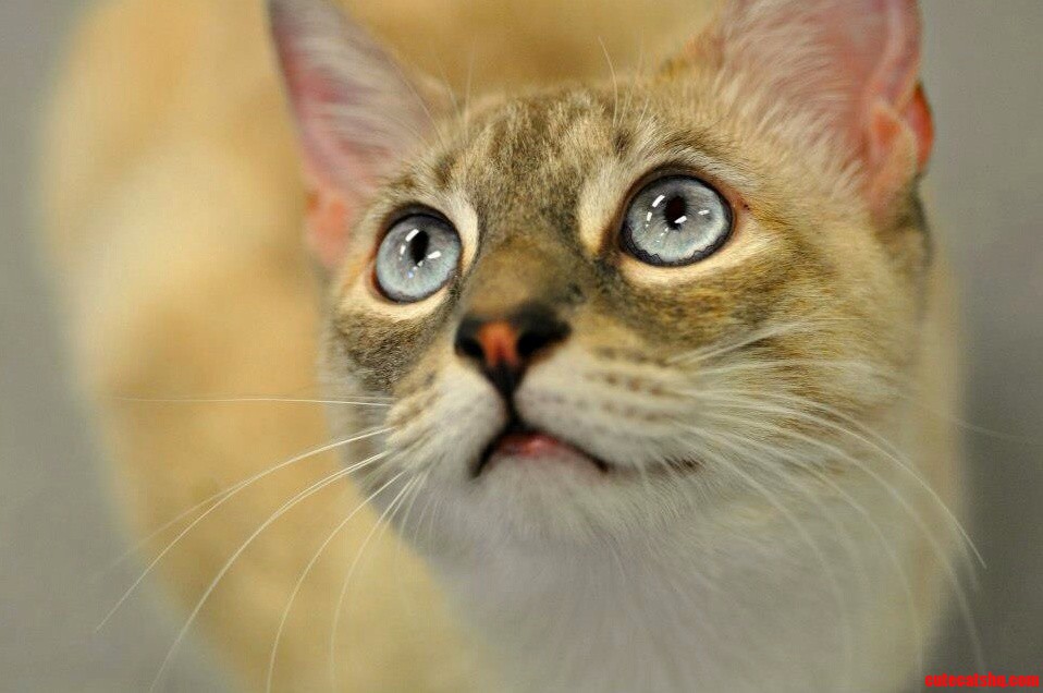 Oh Those Eyes