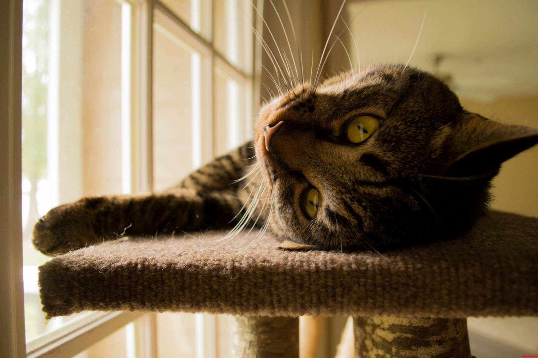 Oliver After a Nice Morning Stretch