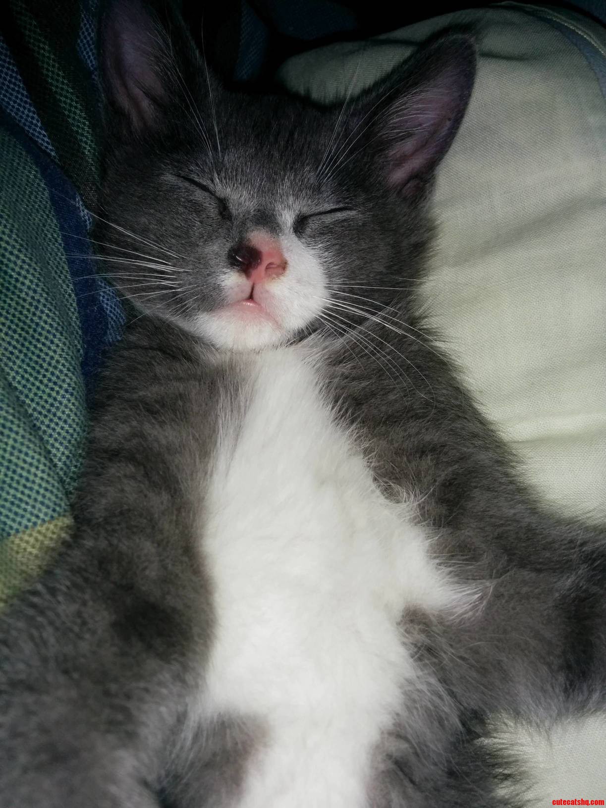 Oliver Is a Sleepy Kitty