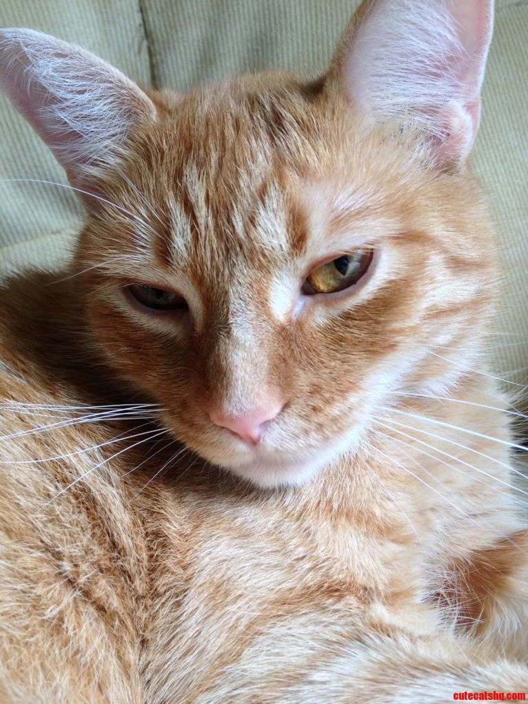 One of My Best Friends Pico.