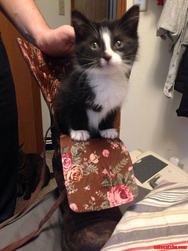 One of Our Foster Kittens Loves Exploring Puss in Boot Anyone