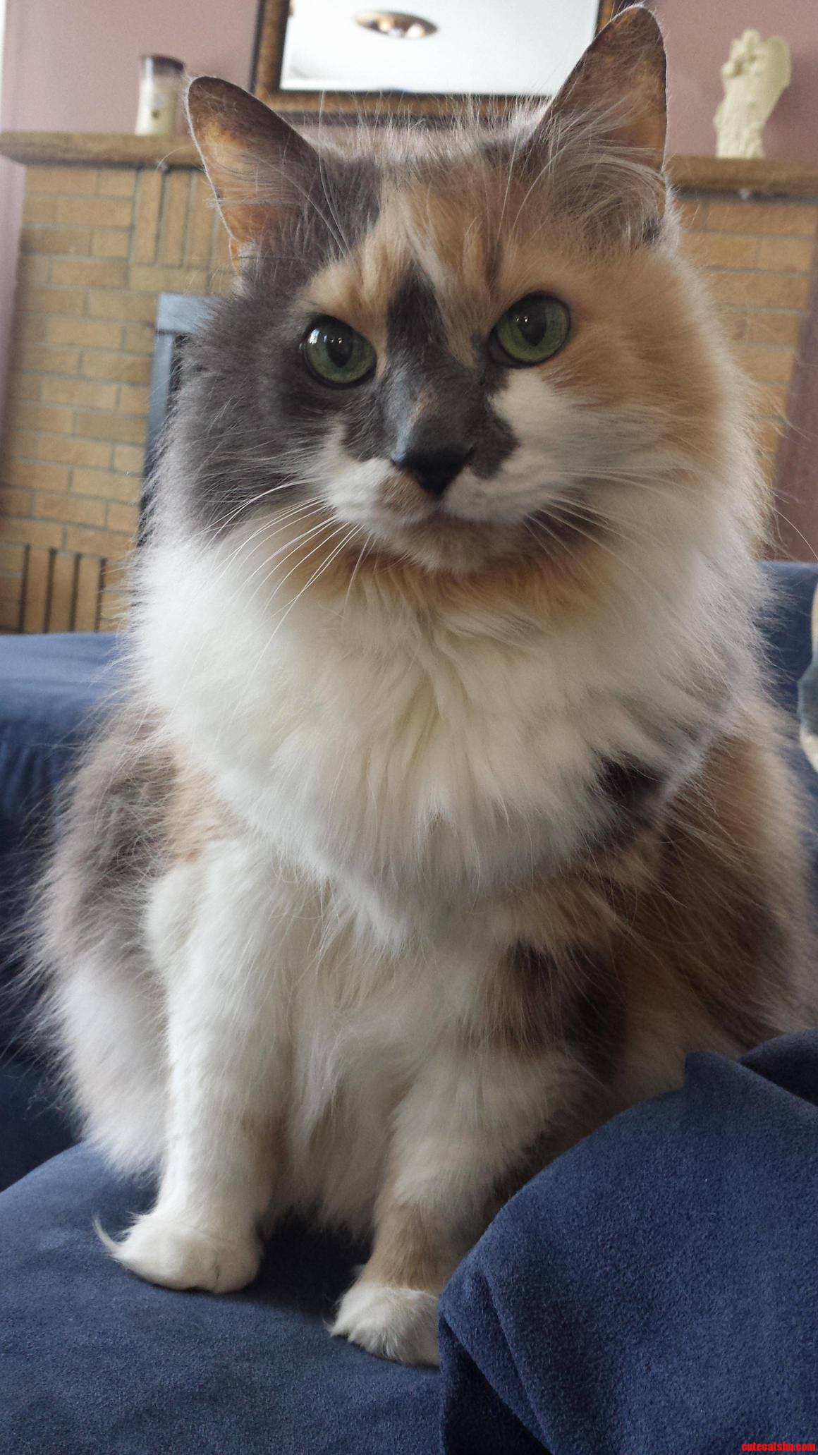 Our Fluffy Little Queen