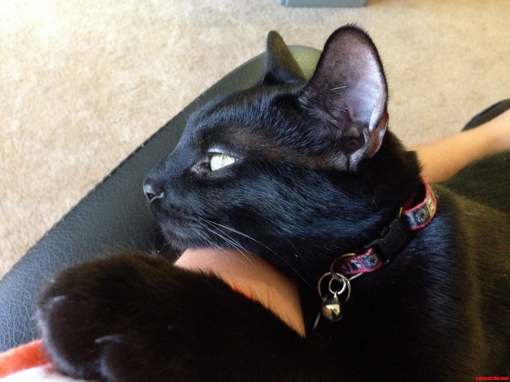 Our Handsome Little All-black Man. He Just Cant Get Enough Cuddles