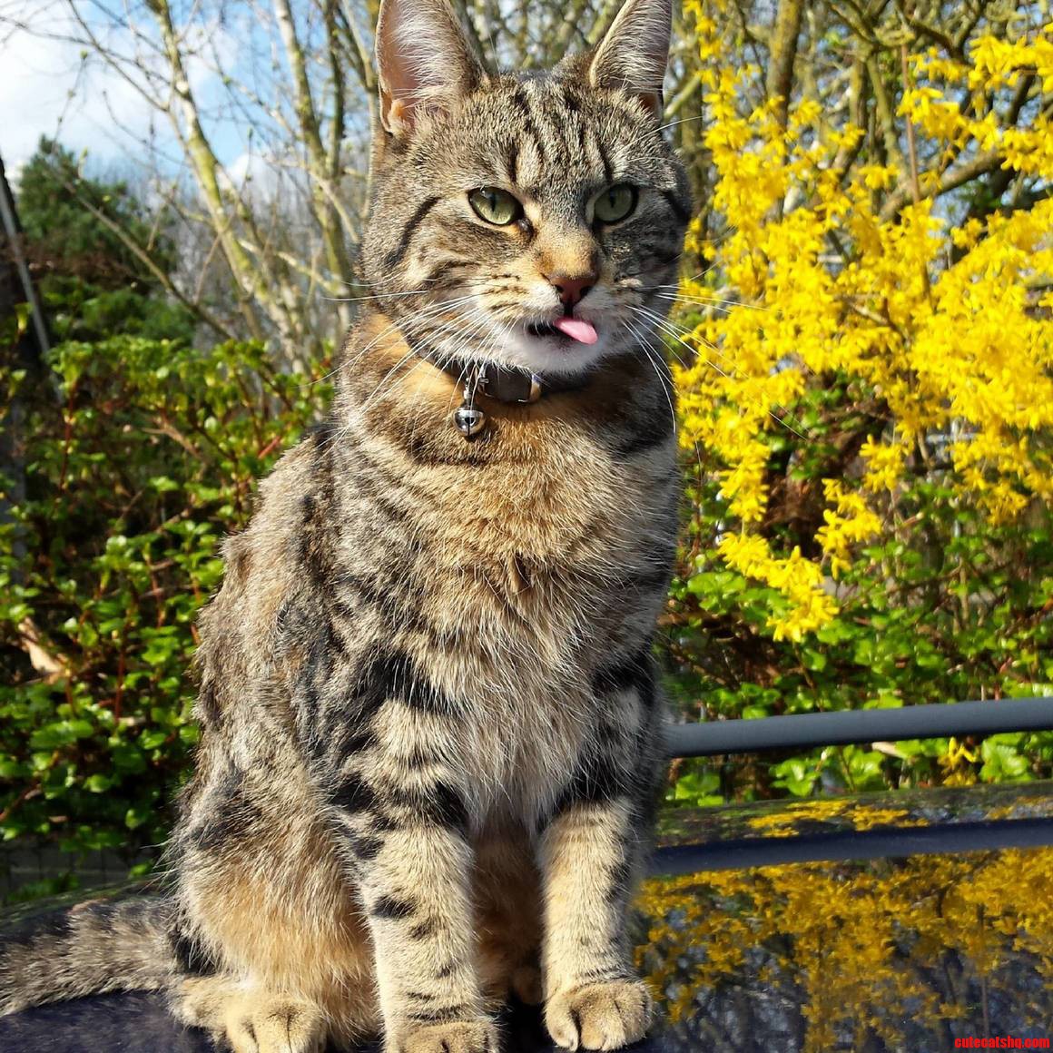 Our Majestic Cat Tabby