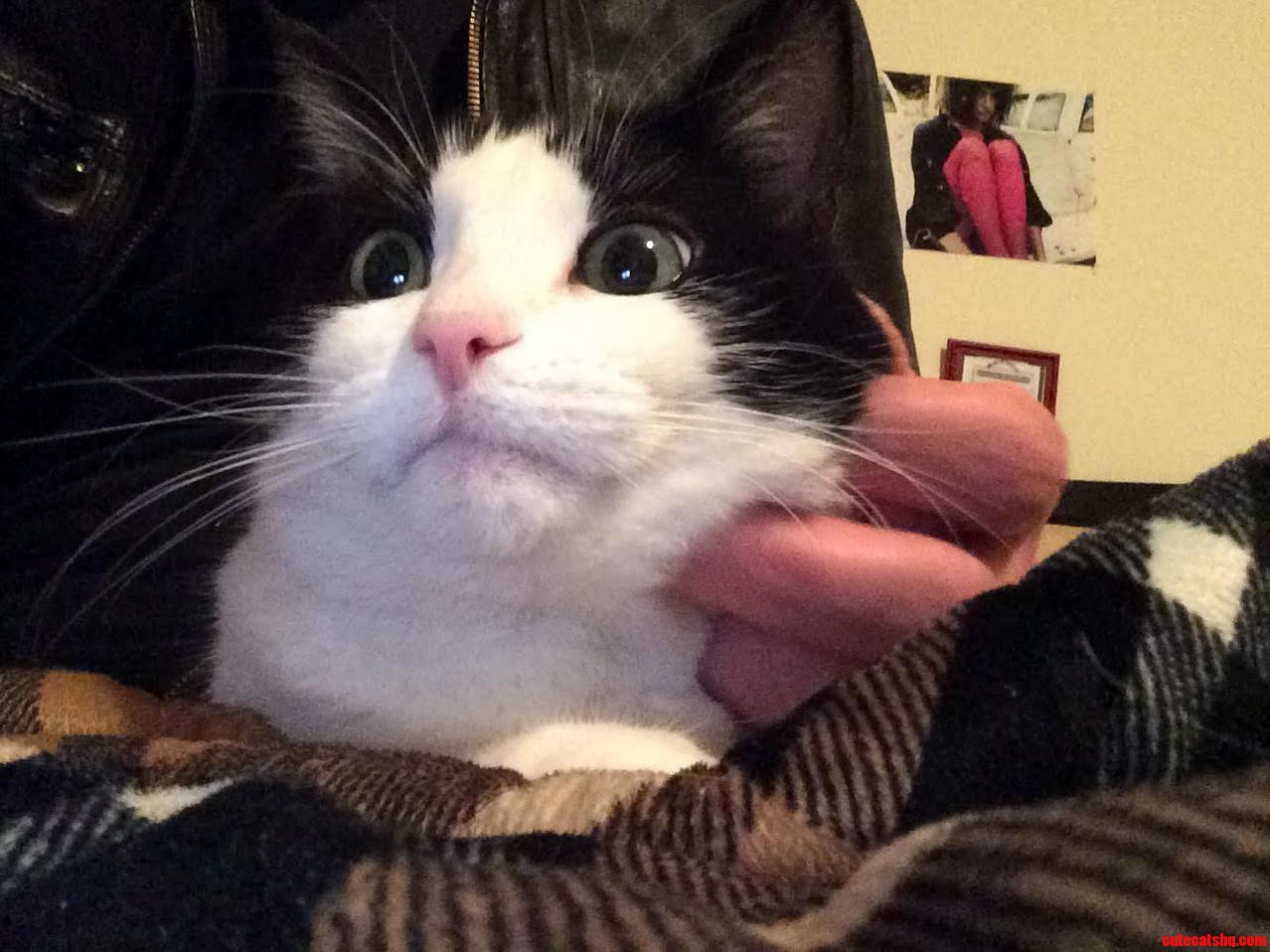 Out of Town Neighbors Reclusive Cat Finally Let Me Pet Her Reluctantly.