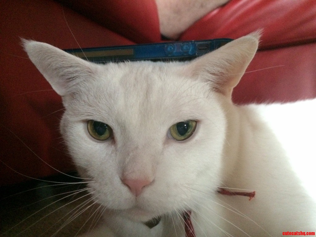 Phone Hat
