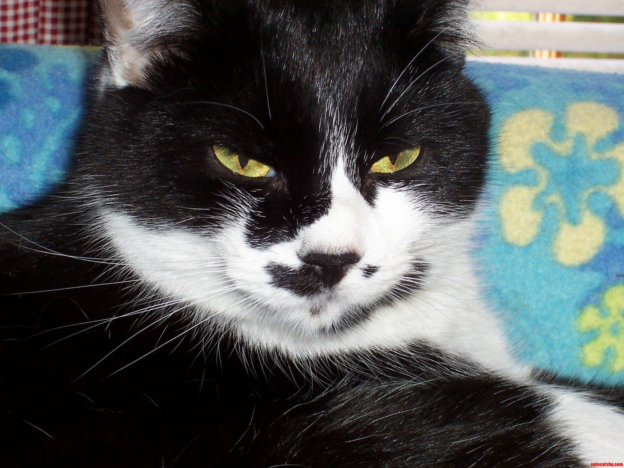 Pixel Is Not Amused.