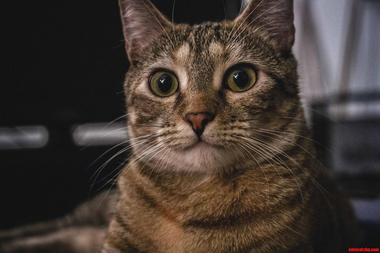 Portrait of My Cat Taco