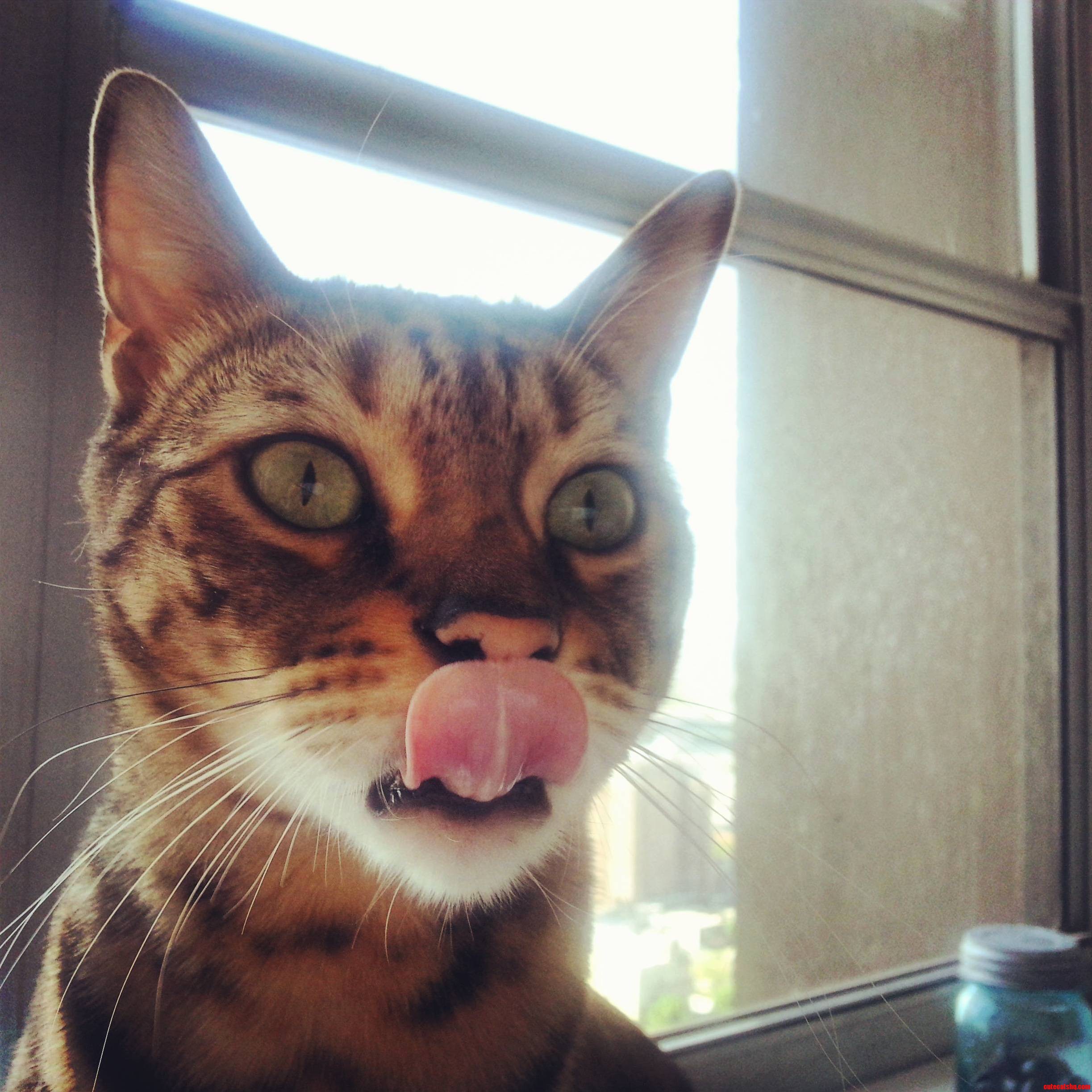 Purrfect Timing.