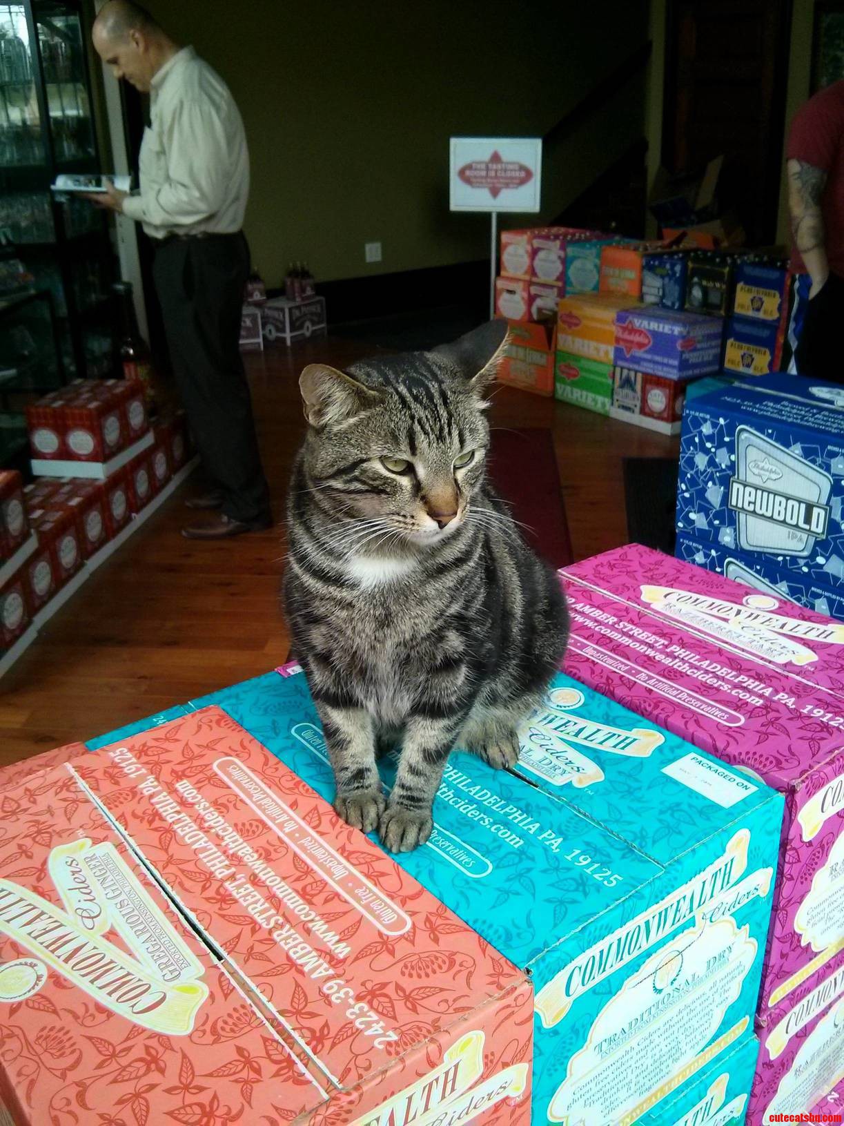 Ran Into This Handsome Brewery Cat on a Site Visit for Work Today