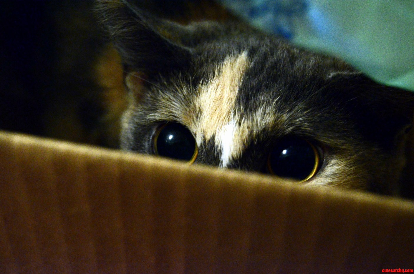 Right Before She Attacks...