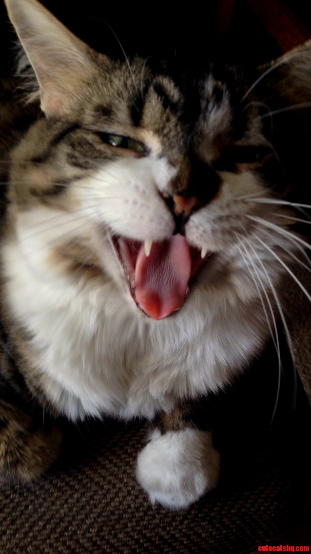 Say Cheese