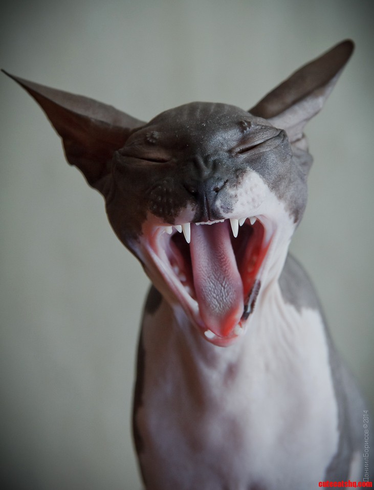 Scream