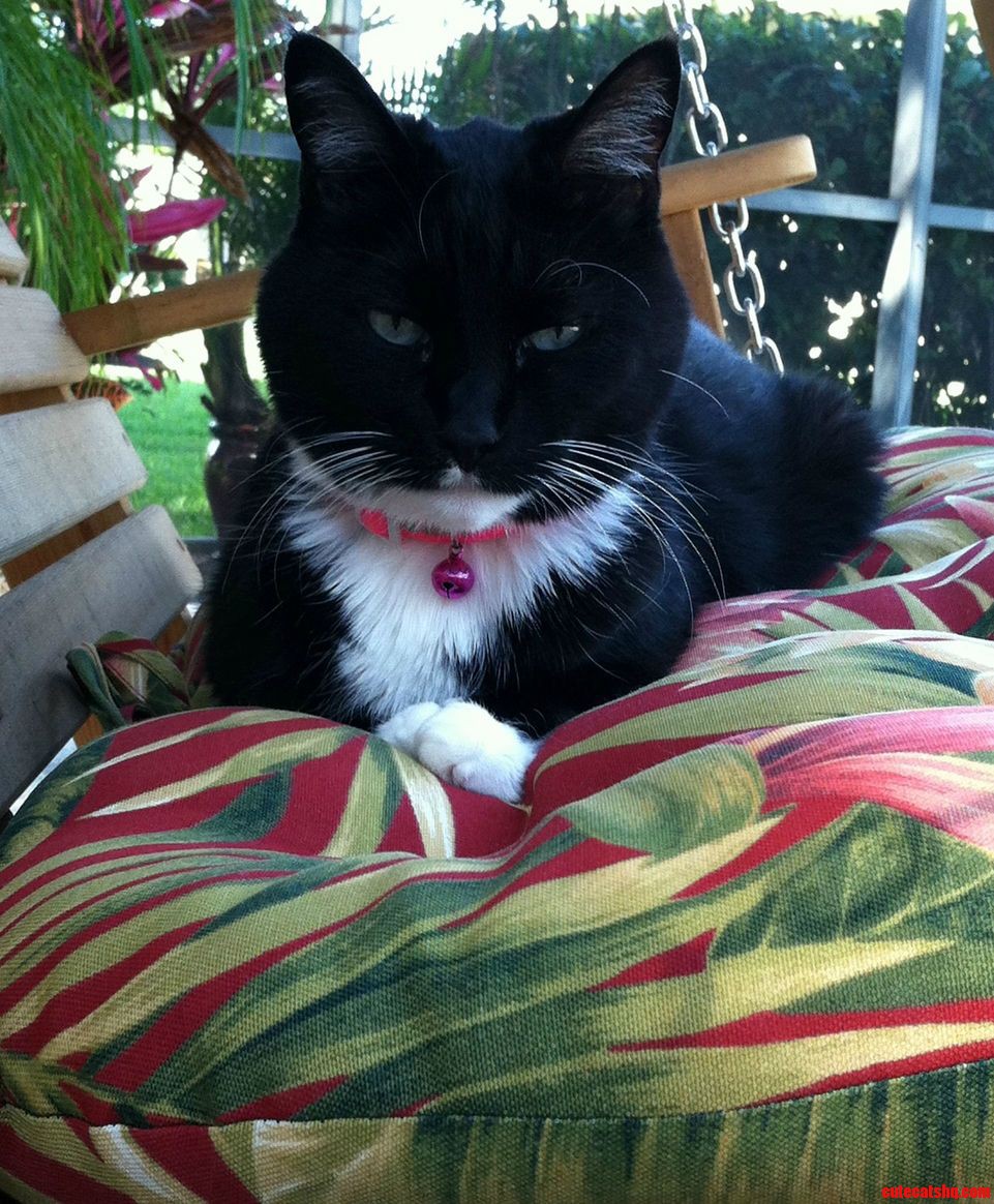 Shadow Takes an Afternoon Break on the Patio Swing.