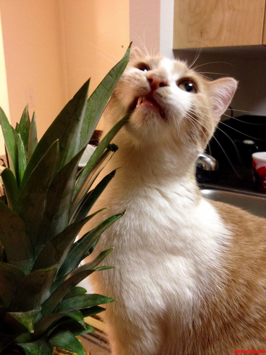 She Likes to Chew on Green Things Like Pineapples and Cilantro.