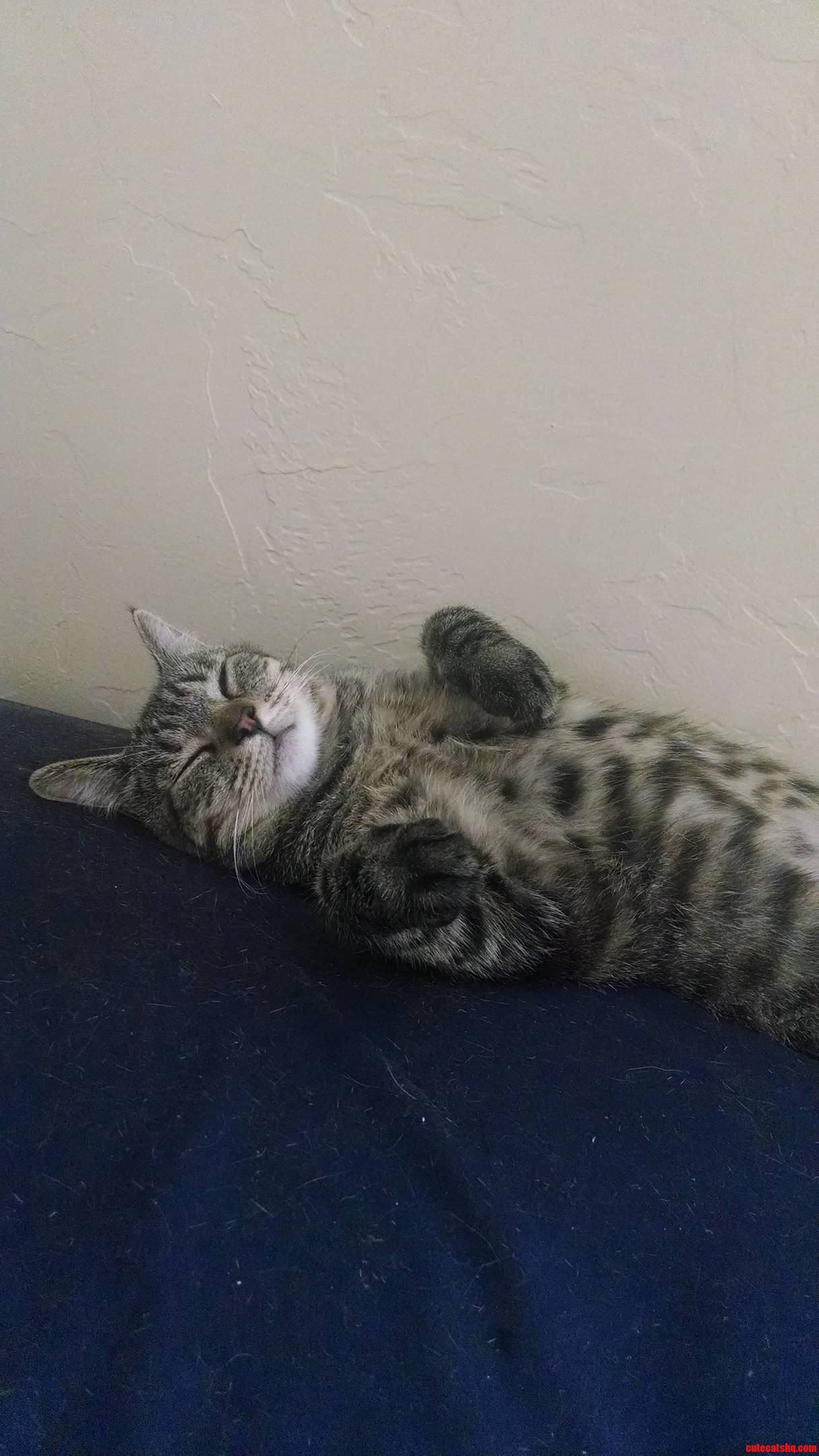 She Never Sleeps Without Her Paws Up in the Air