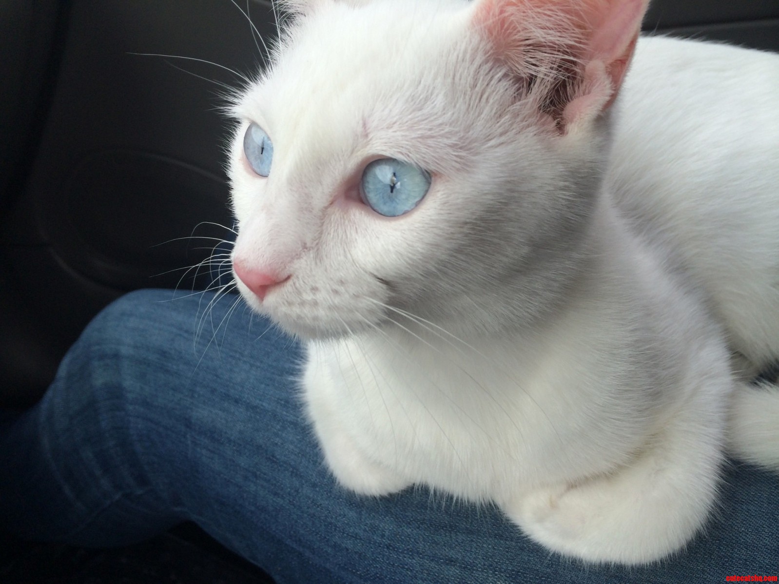 She Was Grey When I Found Her Meet Yuki