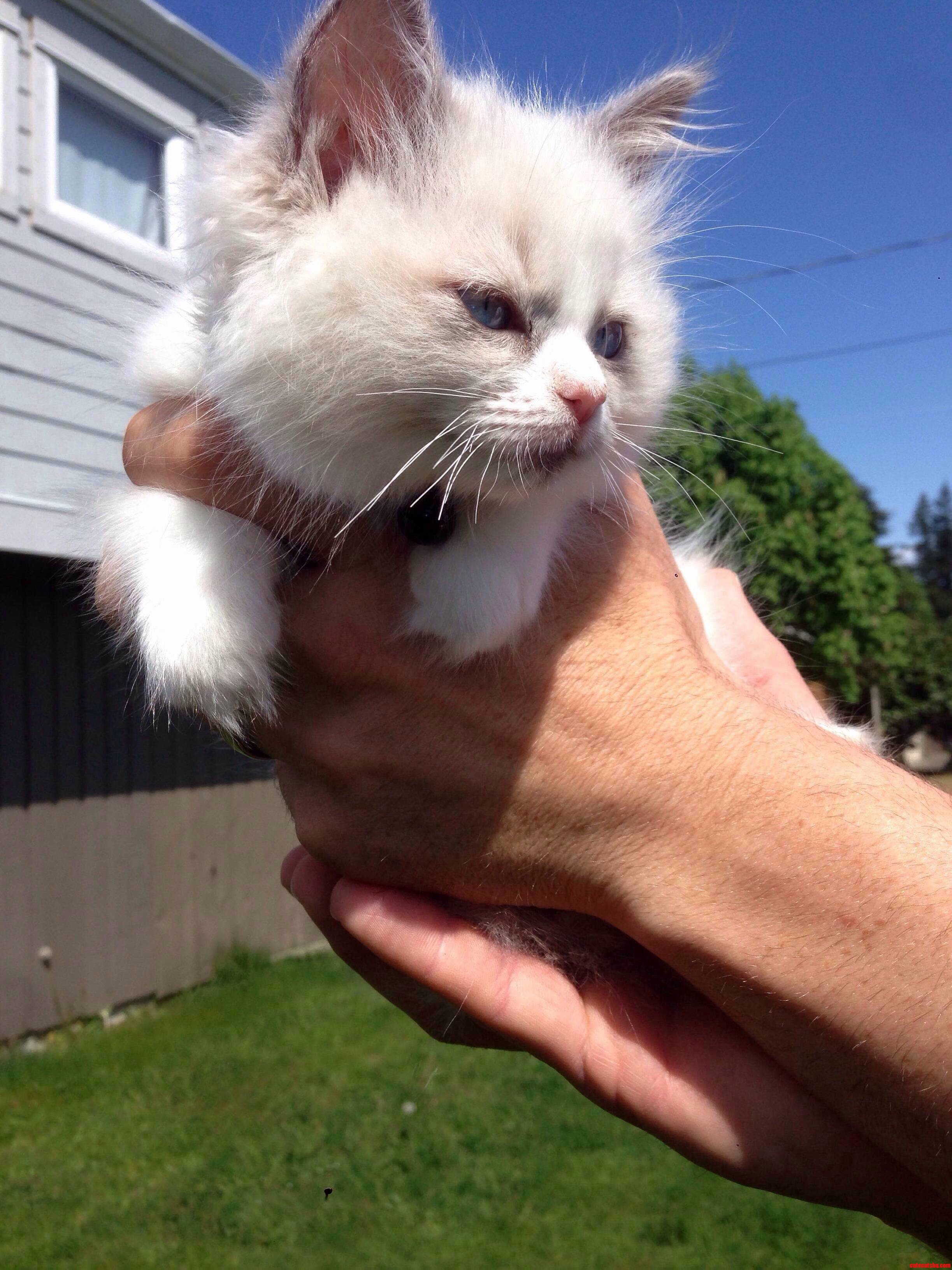 Shes Called a Ragdoll Because of Her Lethargic Tendency to Flop Over