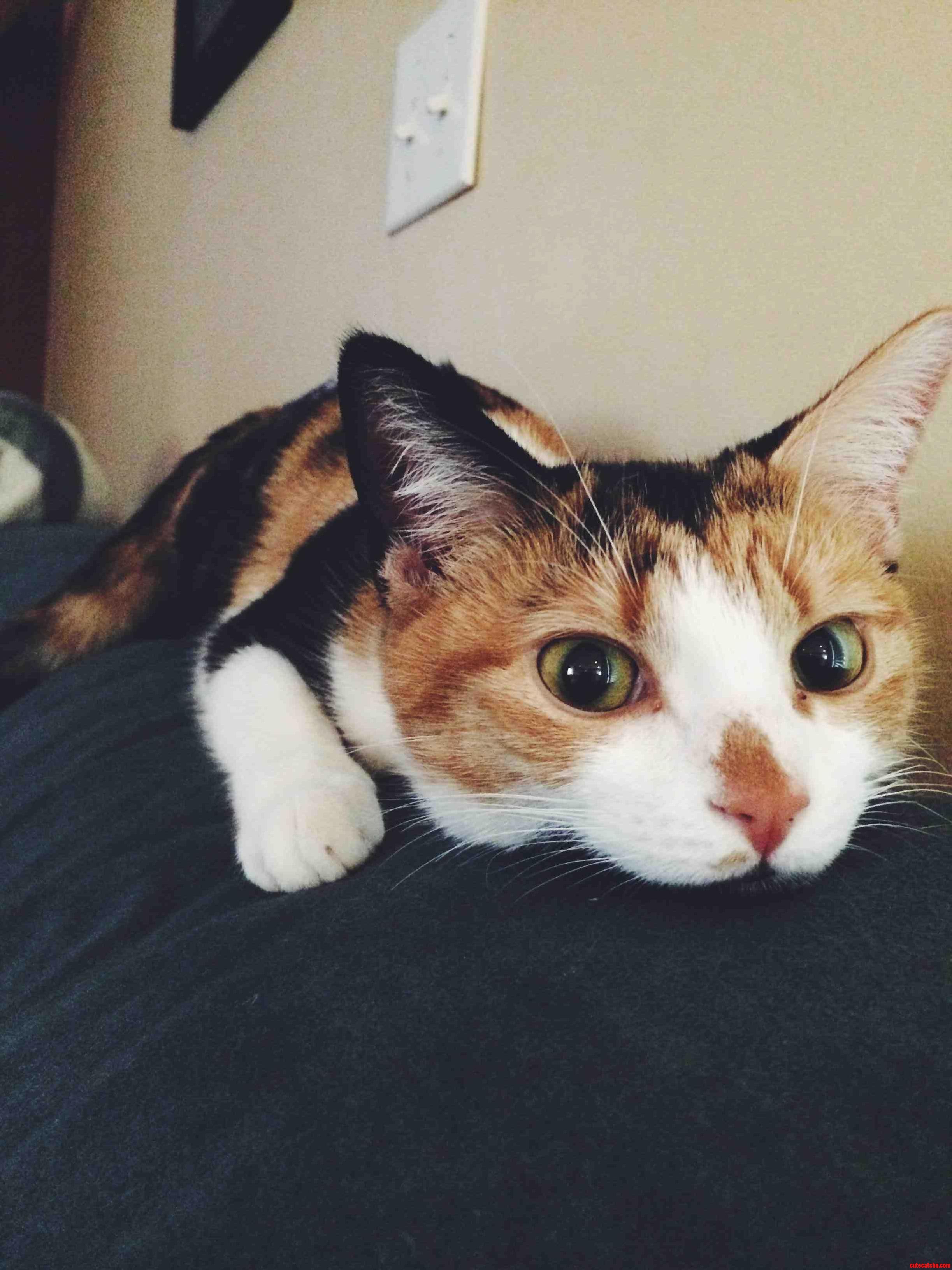 Shes Just Begging for Attention.