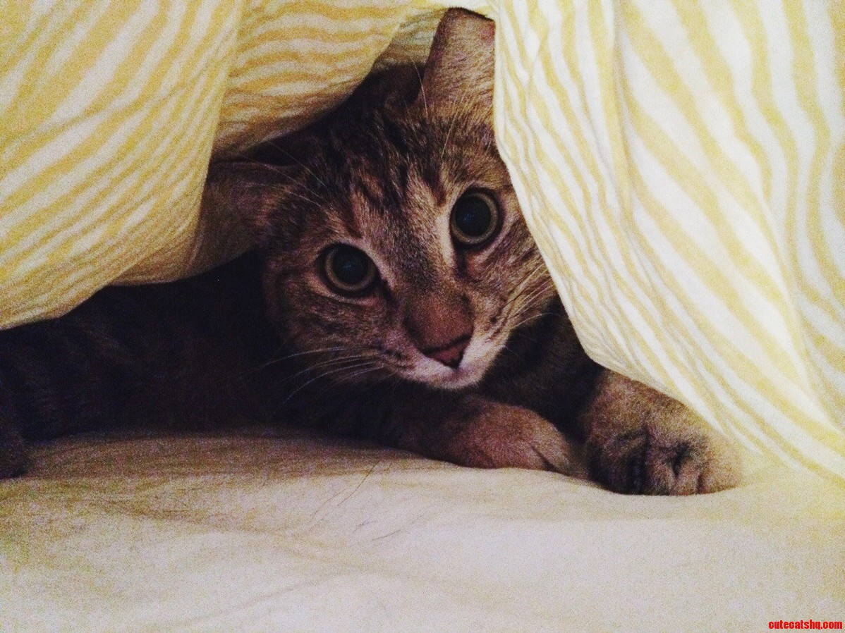 Shes Particularly Fond of These New Sheets..