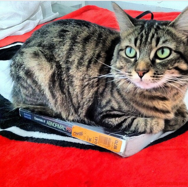 Shes Terrified of Boxes and Bags but Doesnt Mind Books.