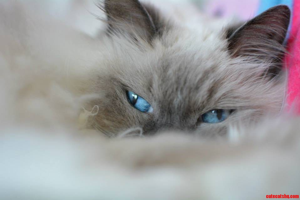 Shy Girl
