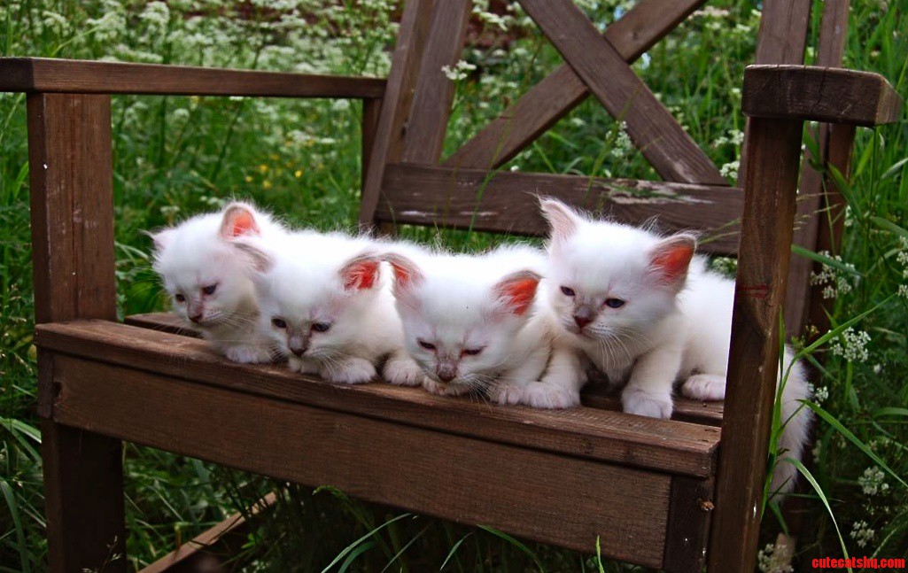 Siblings. Having Their First Photoshoot Outside at the Age of 5 Weeks.