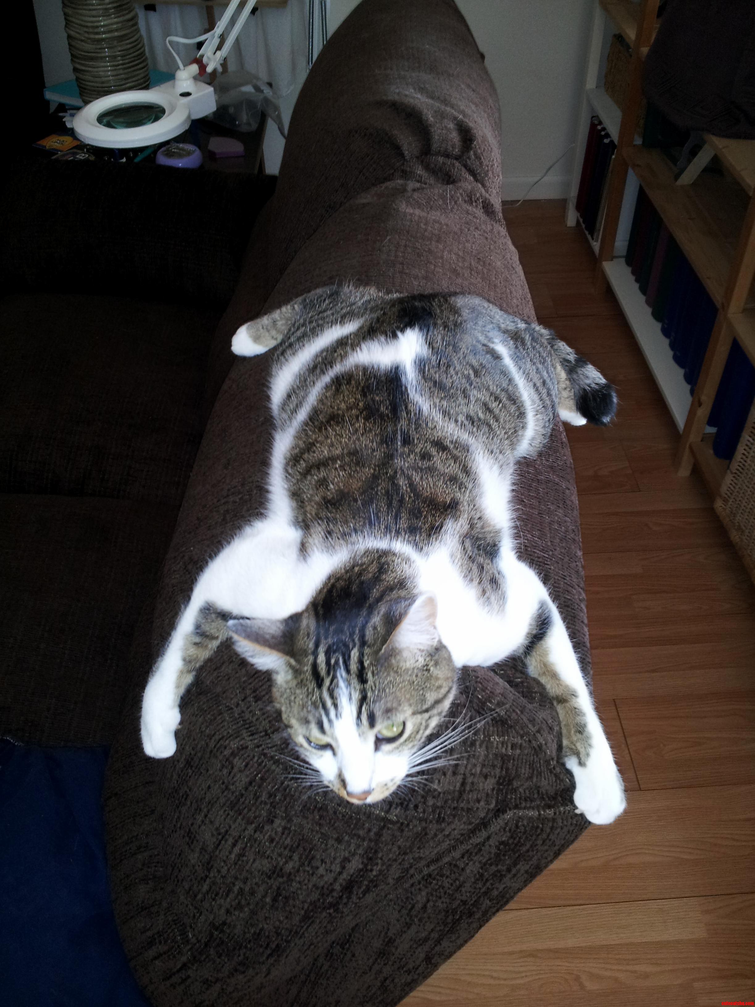Silly Cat on Couch
