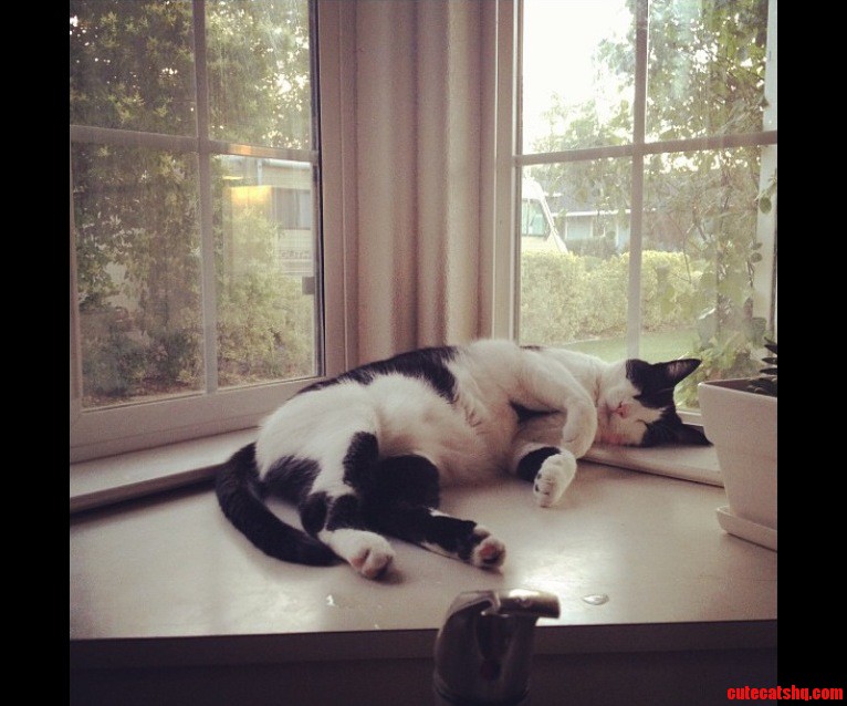 Sleepy Black White