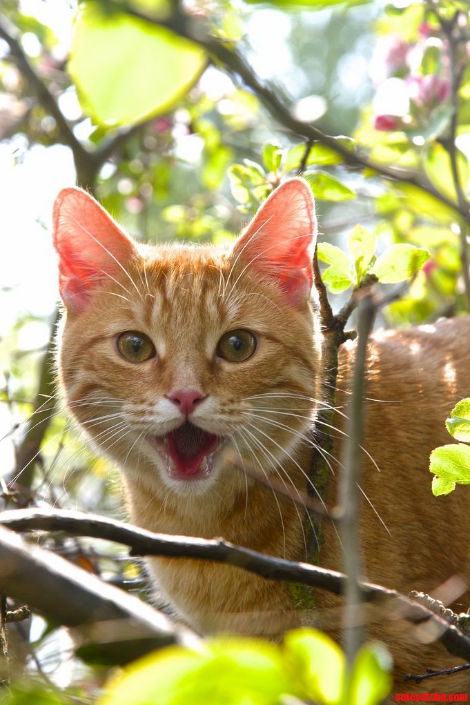 Smiley Cat in Tree