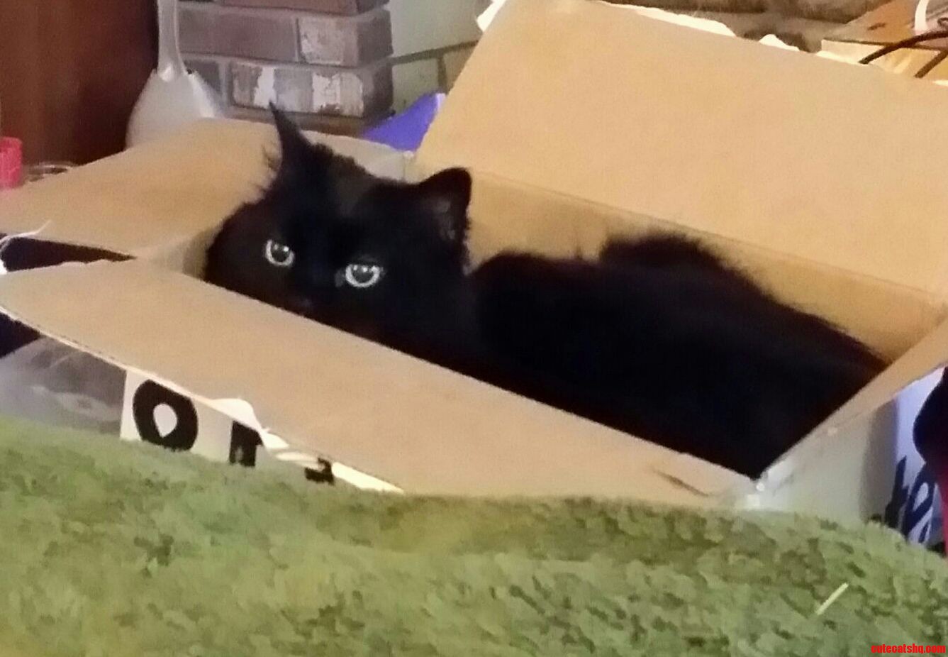 Smokie Caught in a Cat Trap.