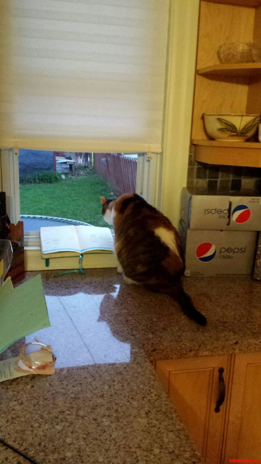 So... I Caught My Cat Reading Yesterday