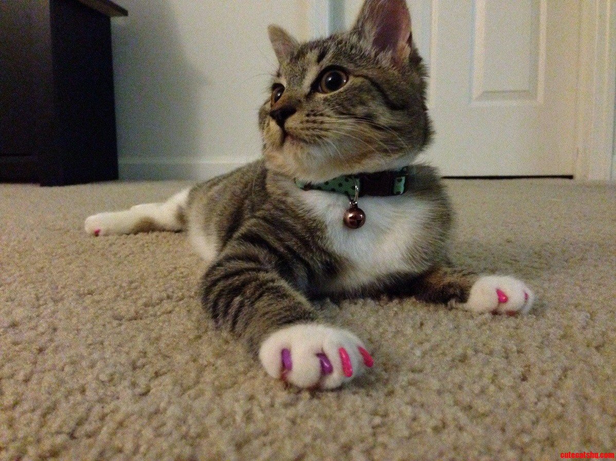 Soft Paws