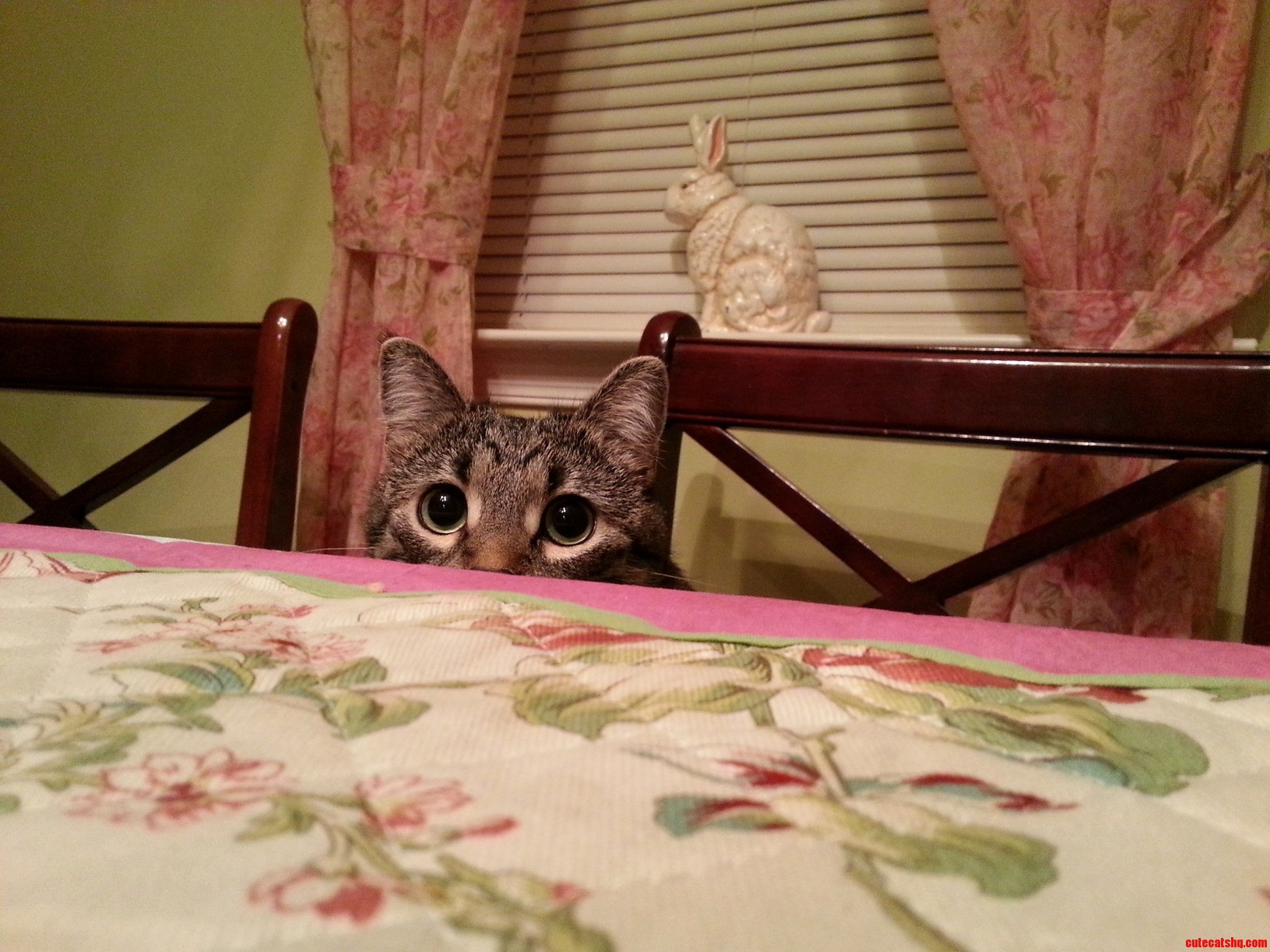 Someone Wanted to Eat Dinner with Us Today...