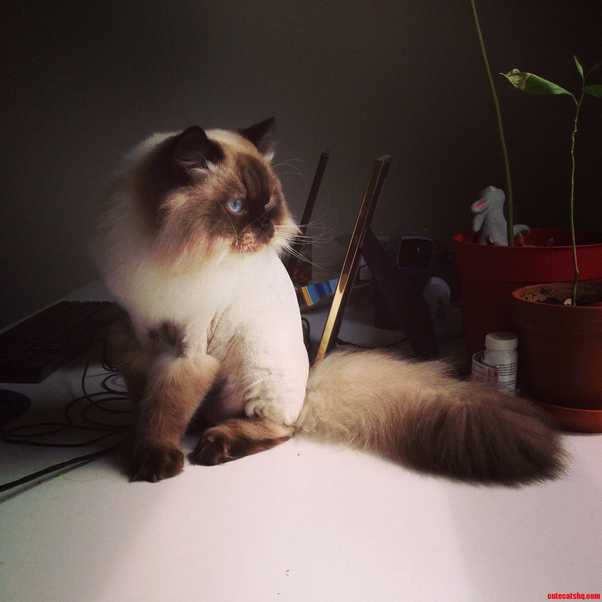 Squeaky Fitzgerald