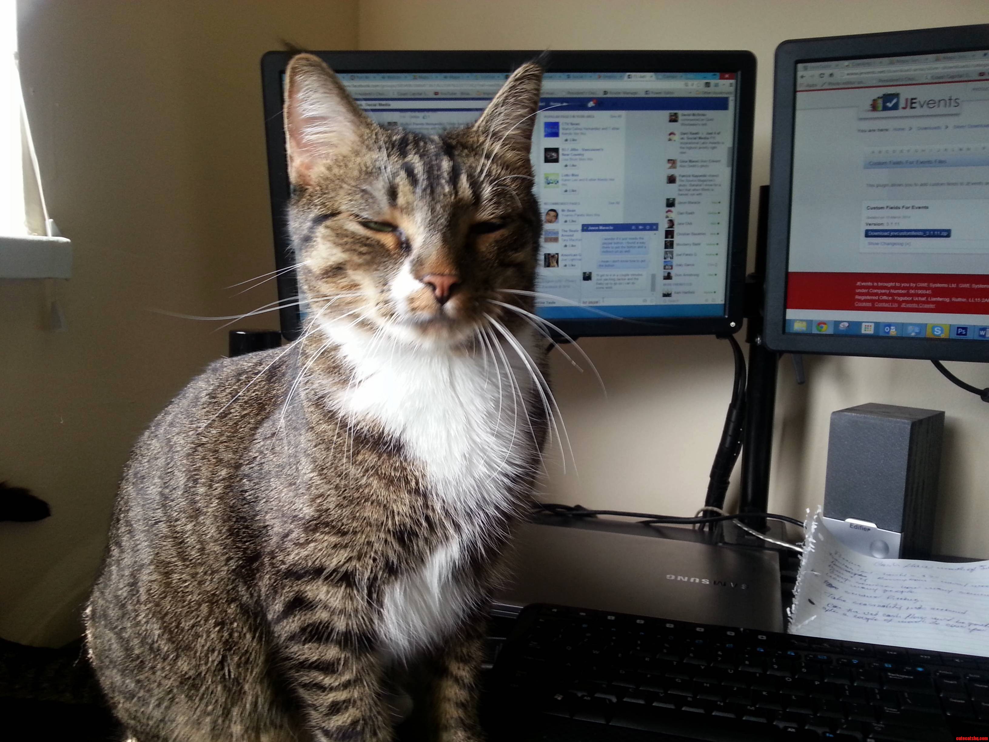 Stop Working Human and Pet Me Right Meow