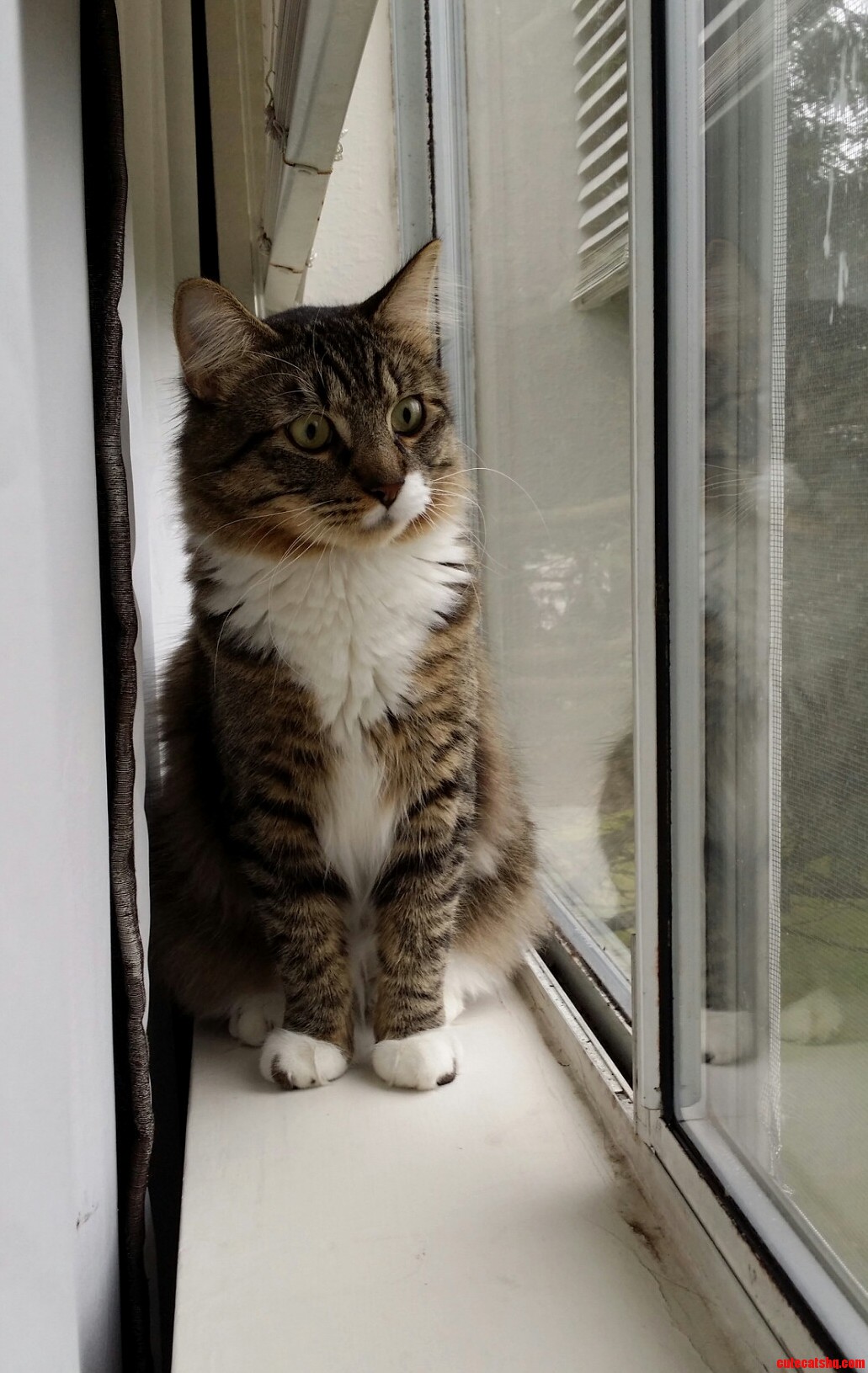 Such a Regal Kitty