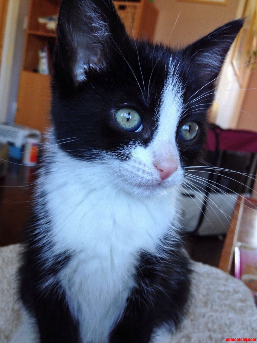 Such Purrrrrrfection