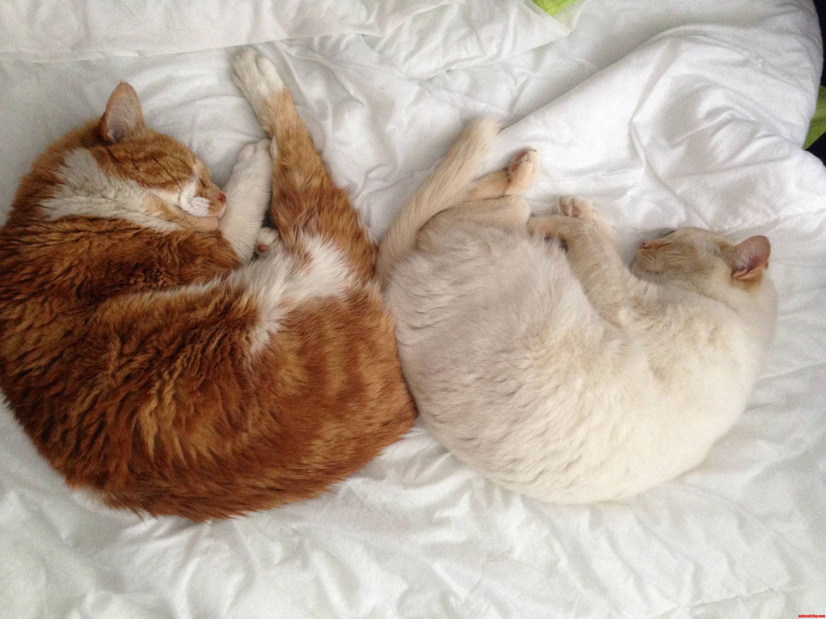 Sunday Nap Time