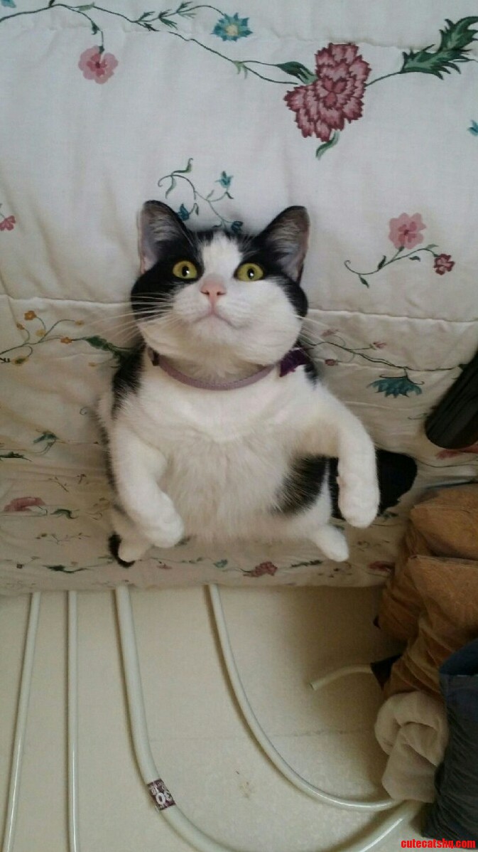 Supercat